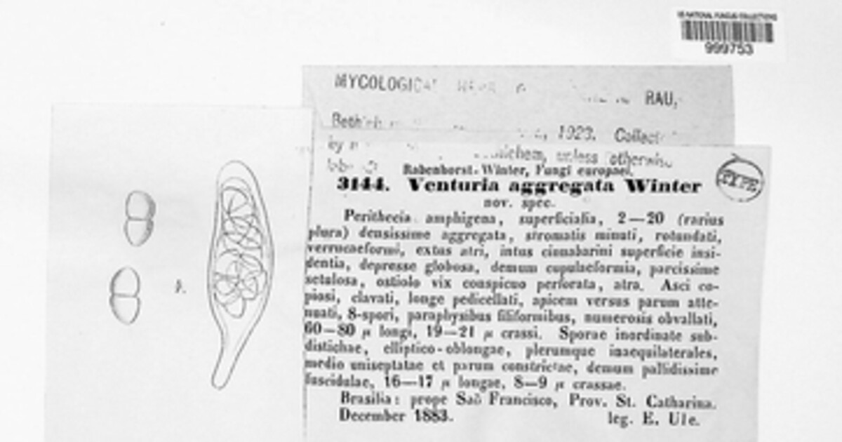 Antennularia aggregata image